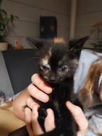kitten te koop, Dieren en Toebehoren, Katten en Kittens | Raskatten | Langhaar, Kater, Ontwormd