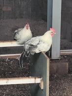 Jonge haan zilverpel, Dieren en Toebehoren, Pluimvee, Mannelijk, Kip