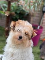 Biewer york teefje, Dieren en Toebehoren, 15 weken tot 1 jaar, Overige rassen, CDV (hondenziekte), Teef