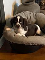 Hele mooie HEIDEWACHTEL pup - teefje, Parvo, Nederland, Overige rassen, 8 tot 15 weken