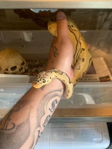 Superpastel clown 1.0 Ballpython/Koningspython beschikbaar voor biedingen