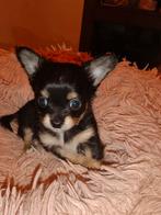 Chihuahua pups, Rabiës (hondsdolheid), 8 tot 15 weken, Meerdere, Meerdere dieren