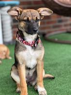 Hondje 9 maand gesteriliseerd  Kryvy Rih Ukraine, Dieren en Toebehoren, Honden-accessoires, Ophalen, Zo goed als nieuw