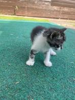 3 te koop kitten, Dieren en Toebehoren