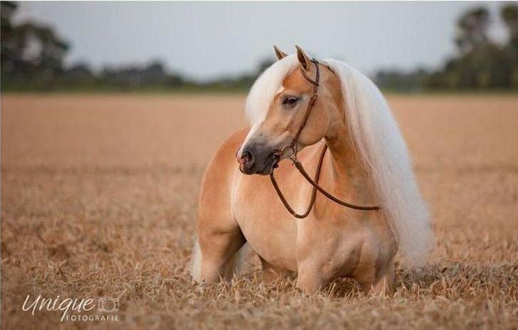 Bijrijder gezocht!  (Doornspijk), Dieren en Toebehoren, Paarden en Pony's | Overige Paardenspullen, Nieuw, Dressuur, Ophalen