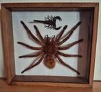 Goliath Tarantula (Theraphosa Blondi) + Scorpioen, Ophalen