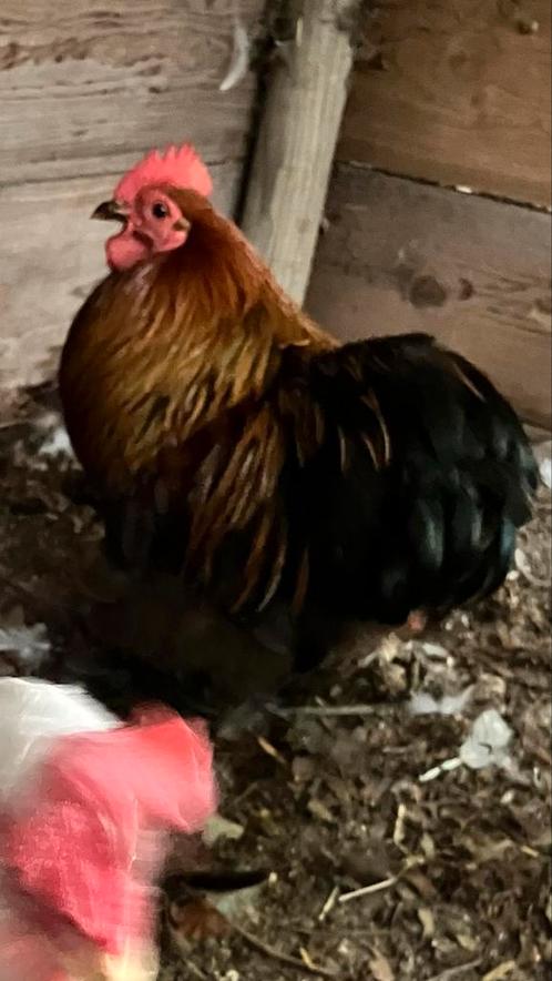Gratis haan & kip, Dieren en Toebehoren, Pluimvee, Kip, Meerdere dieren