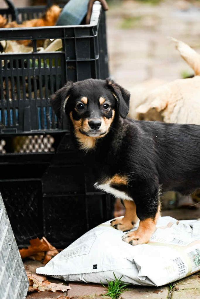 Klein formaat (corgi?) mix reutjes 4 maanden, Dieren en Toebehoren, Honden | Niet-rashonden, Klein, Reu, Particulier, Meerdere