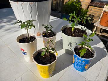 Roma tomatenplantjes beschikbaar voor biedingen