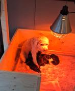 Werpkist + ren, Ophalen, 110 cm of meer, Minder dan 65 cm