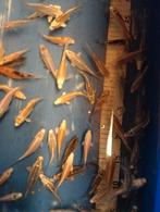 Babykoi, Dieren en Toebehoren, Vissen | Vijvervissen, Karper of Koi