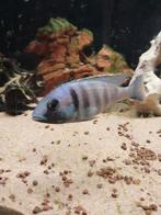 Malawi (Placidochromis electra), Dieren en Toebehoren, Vis, Zoetwatervis