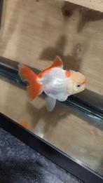 Oranda Goudvis, Dieren en Toebehoren, Goudvis(sen)