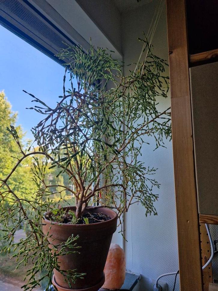 Koraalcactus uit de jaren '70 zoekt nieuw huis, Huis en Inrichting, Kamerplanten, Cactus, Minder dan 100 cm, Bloeiende kamerplant