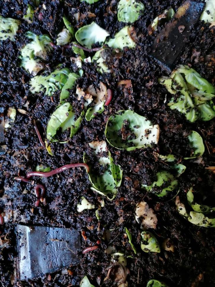 Compost wormen en mest wormen, Tuin en Terras, Aarde en Mest, Compost, Ophalen of Verzenden