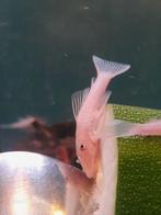 Ancistrus snow white, Dieren en Toebehoren, Vis