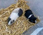 2 cavia beertjes tekoop, Dieren en Toebehoren, Knaagdieren, Cavia, Augustus, Mannelijk, Tam