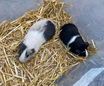 2 cavia beertjes tekoop beschikbaar voor biedingen