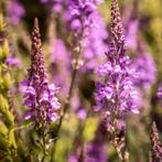 Zaden Walstroleeuwenbek Linaria purpurea, Ophalen of Verzenden, Voorjaar, Volle zon