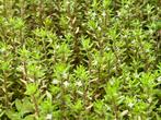 Naaldkruid zuurstofplant, Ophalen, Nieuw