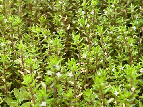Naaldkruid zuurstofplant, Tuin en Terras, Vijver-toebehoren, Nieuw, Ophalen