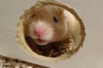Jonge goudhamsters, Dieren en Toebehoren, Knaagdieren, Hamster, Augustus, Meerdere dieren, Tam
