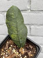 Hoya peninsularis, Huis en Inrichting, Kamerplanten, Ophalen of Verzenden, Overige soorten, Minder dan 100 cm