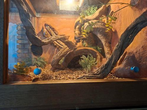 Terrarium met koppel rattenslangen, Dieren en Toebehoren, Reptielen en Amfibieën | Toebehoren, Zo goed als nieuw, Terrarium of Paludarium