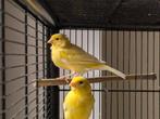 Broed koppel kanaries geel 2025, Dieren en Toebehoren, Vogels | Kanaries, Meerdere dieren
