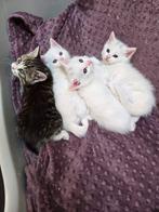 Angora kittens, Meerdere dieren, Ontwormd