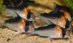 Corydora Adolfoi, Vis, Zoetwatervis, Schoolvis