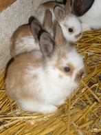 konijnen, Dieren en Toebehoren, Konijnen, Meerdere dieren, 0 tot 2 jaar, Middelgroot