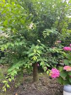 Japanse sierkers (gratis), Tuin en Terras, Halfschaduw, Lente, Minder dan 100 cm, Ophalen