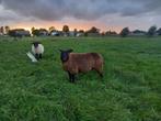 Mooie drachtige ooi te koop, Dieren en Toebehoren, Schapen, Geiten en Varkens, Vrouwelijk, Schaap