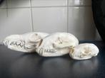A grade schedels vos steenmarter das de trio voor €125,-, Verzamelen, Dierenverzamelingen, Ophalen of Verzenden, Nieuw, Schedel