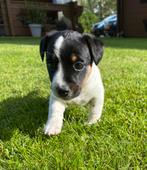 Jack russell pup (zeer klein), Dieren en Toebehoren, Honden | Jack Russells en Terriërs, Particulier, Rabiës (hondsdolheid), 8 tot 15 weken