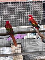 Koppel rosella, Dieren en Toebehoren, Vogels | Parkieten en Papegaaien, Meerdere dieren, Parkiet, Geringd