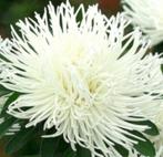 Aster mix, Ophalen of Verzenden, Voorjaar, Volle zon, Zaad