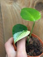Monstera deliciosa variegata mint albo plant large form, Ophalen of Verzenden, Overige soorten, Minder dan 100 cm