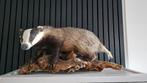 Opgezette Das - Taxidermie -  Volledig - 70 cm, Ophalen of Verzenden