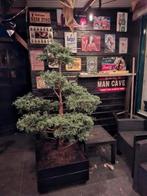 Grote bonsai, Tickets en Kaartjes
