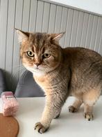 Dekkater britsekorthaar, Dieren en Toebehoren, Katten en Kittens | Raskatten | Korthaar, Kater