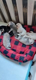 Lieve pomsky pups, Dieren en Toebehoren, Overige rassen, Meerdere, Meerdere dieren, Nederland