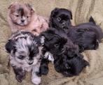 Shih tzu x pomeriaan pups (shiranian) merle en brindle, Overige rassen, 8 tot 15 weken, Meerdere, Meerdere dieren