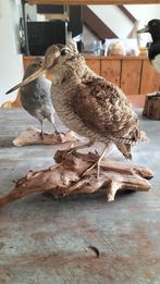 Opgezette houtsnip, Ophalen, Vogel, Opgezet dier