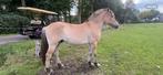 1,5 en 2,5 jr fjord ruinen, Dieren en Toebehoren, Pony's, Ruin, 0 tot 2 jaar, Onbeleerd, Recreatiepony