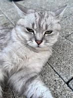 Kater (in Leuven!), Dieren en Toebehoren, Kater