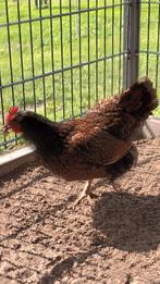 Kip barnevelder ook nog twee witten, Dieren en Toebehoren, Pluimvee, Vrouwelijk, Kip