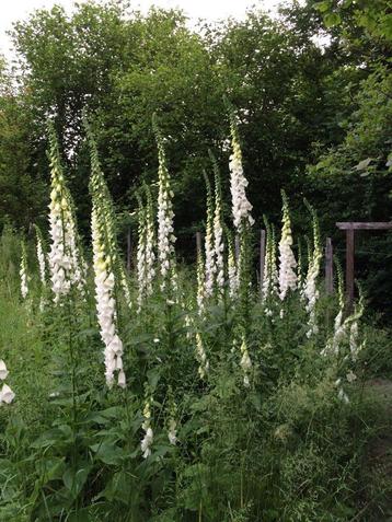 Bio zaden witte Vingerhoedskruid - Digitalis purpurea  beschikbaar voor biedingen
