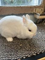 Blauwoog pool ram, Dieren en Toebehoren, Konijnen, Meerdere dieren, Dwerg, 0 tot 2 jaar